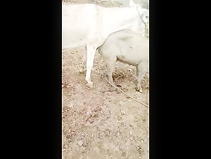 Horse and woman: a bestial encounter