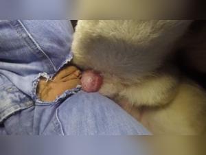 Extreme Canine Incest: Bestial Domination