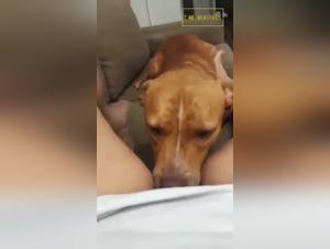 Obscene Bestial: Discover the Animal Licking Delirium