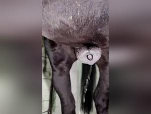 Bestiality in Full Bloom: Stallion's Desire Unleashed