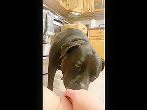 Female Dog and Owner's Intimate Moment
