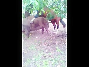 Horse and sow in a bestial relationship