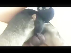 Dog subjected to intense fucking