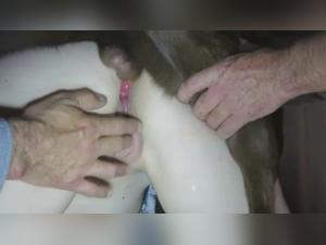 Horse Fuck: Extreme Horse Fuck Session