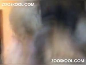 Dog Bangs Angelina: Zoophilia Brutally Exhibited