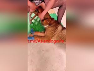 Animal fantasies: prohibited Asian passion