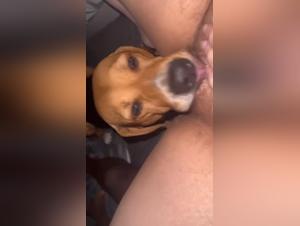 Canine Delights: Licks and wild enjoyment