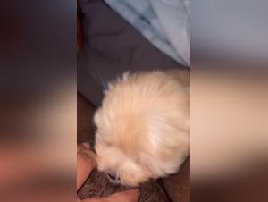 Bestial Desire: Women-Dog Eros Unveiled
