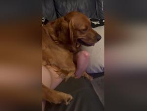 Swollen Pussy, Retriever Stuck in a Hungryslut's Hole