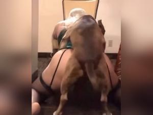 Zoophilie Brutal: Chien Déchaîné Sur Une Fille Supple