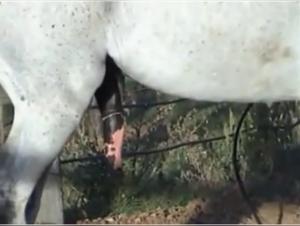 Wild Desire: Female Domination by a Horse