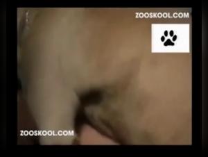 Wild Doggystyle at Zooskool: Christy Surrenders to Canine Pleasure