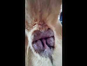 Zoophilia video with a Naples Mastiff - Part 4 - Animal ecstasy