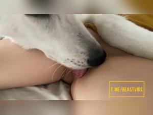 Hardcore zoophilia: Indomitable canine delights