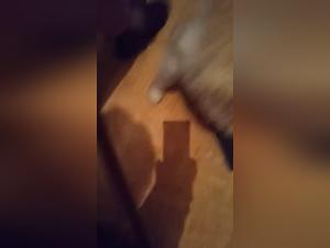 Canine Domination: Sluts and Their Obsession