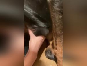 Animal Sex Unleashed: Sluts at the Heart of Bestial Delights