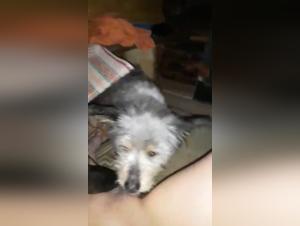 Animal Desire: Hardcore Woman-Dog Videos