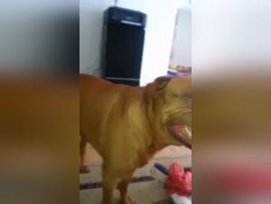 Primitive Desire: Bordeaux Mastiff and the Subjugated Woman