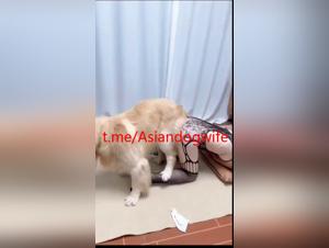 Unbridled Asian zoophilia