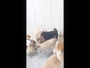 Pack of Dogs H - A pack of excited dogs