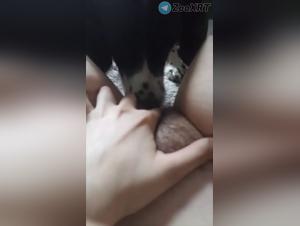 Animal orgies: wild fuck and canine domination