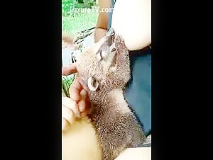 Breastfeeding a female dog in heat