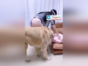 Forbidden Desires: The Dark Joy of a Chinese Woman and her Dog