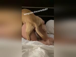 The Intollerable Animal Desire: Extreme Sex Videos