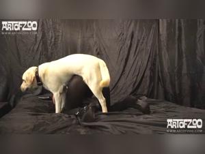 Animal Power: Erotic Cumshot Compilation with Horses