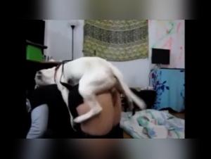 Untamed Dog on TikTok: The Resources Setting Things Ablaze