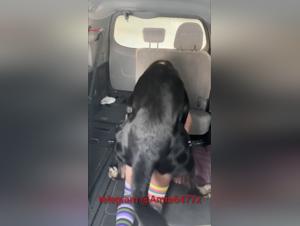 Animal Desire: Passionate and Forbidden on the Bus
