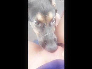 Obey, My Dog!