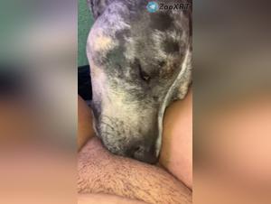 Feline delight: Hardcore sex with your canine master