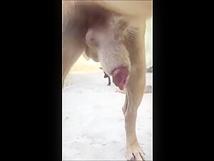 Curious Latin teenager and Bruno the dog