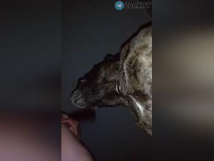 Forbidden Delights: The embodiment of animal desire