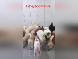 Chinese Party Doggie: Sensual Delights and Oriental Bestiality