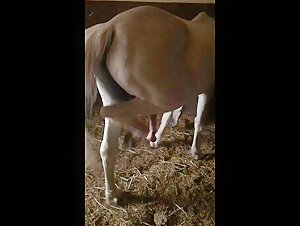 Horse with Big Cock