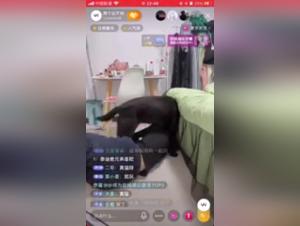Live Canine Debauchery: Animal Sex Without Limits