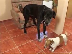 Wild Canine Affection - She digs his licking in the open