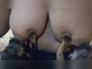 Wild bestial lactation
