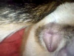 Animal Debauchery: Extreme Fetish Hardcore Videos