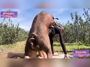 The perversion boar: Bestiales HD scenes