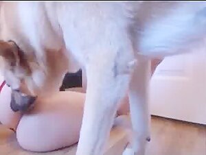 Zoophilia WebCam