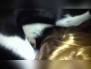 Wild Instinct: Brutal Animal Kiss