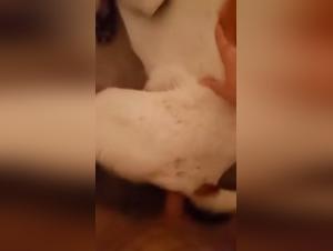 Ass Devoured: Ladyboy and Dog in an Animal Orgy