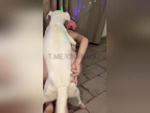 Passion Pink and K9: Bestiales on screen scenes