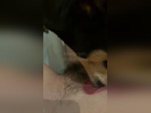 Wild animal kiss: Raw and uncontrollable pleasure