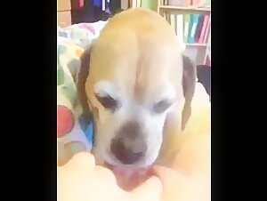 Teenage girl and her dog