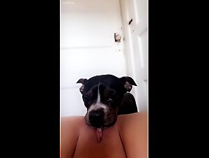 female dog subjected to a wild dog: extreme zoophilia
