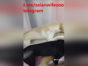 Bestial Dominans: very dogs, a subjugated woman